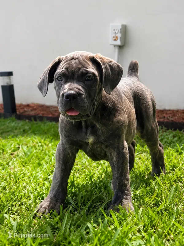 Lina  – Cane Corso puppy for sale in Deerfield Beach, FL