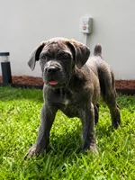 Lina , a female Cane Corso for sale in Deerfield Beach, FL – 1 of 3