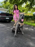Lina , a female Cane Corso for sale in Deerfield Beach, FL – 2 of 3
