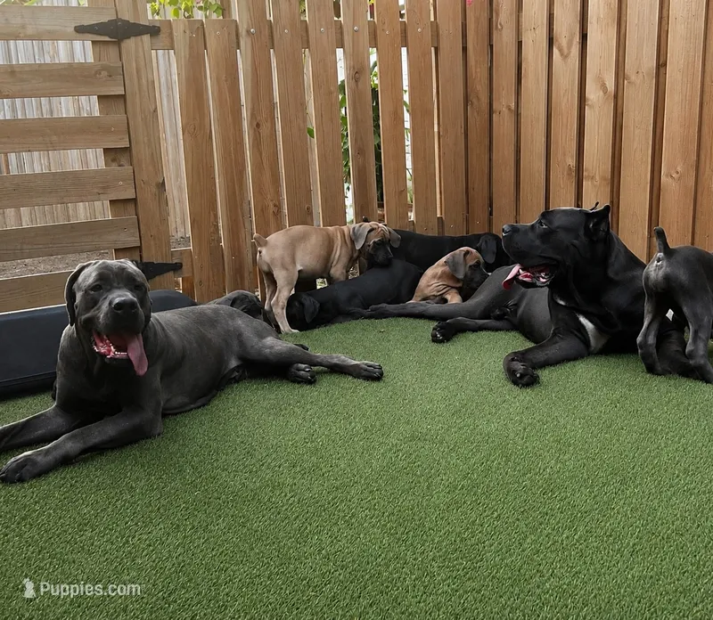 Lila  – Cane Corso puppy for sale in Deerfield Beach, FL