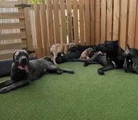 Lila , a female Cane Corso for sale in Deerfield Beach, FL – 1 of 6