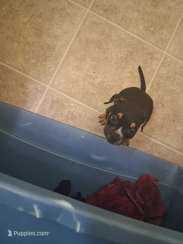 Batman – American Bully puppy for sale in Fairburn, GA