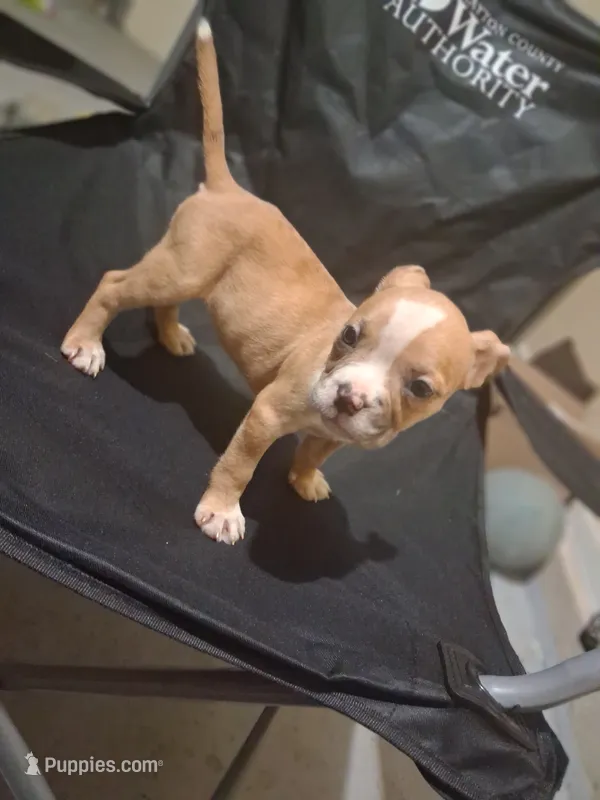 Baby Girl – American Bully puppy for sale in Fairburn, GA