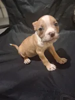 Baby Girl, a female American Bully for sale in Fairburn, GA – 2 of 3