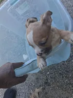 Baby Girl, a female American Bully for sale in Fairburn, GA – 3 of 3