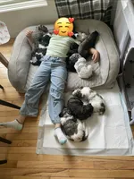 Milkshake, a female Bernedoodle for sale in East Lansing, MI – 3 of 3