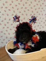 Milkshake, a female Bernedoodle for sale in East Lansing, MI – 2 of 3