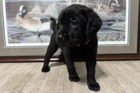 Pink Collar, a female Labrador Retriever for sale in Crawfordville, FL – 2 of 3