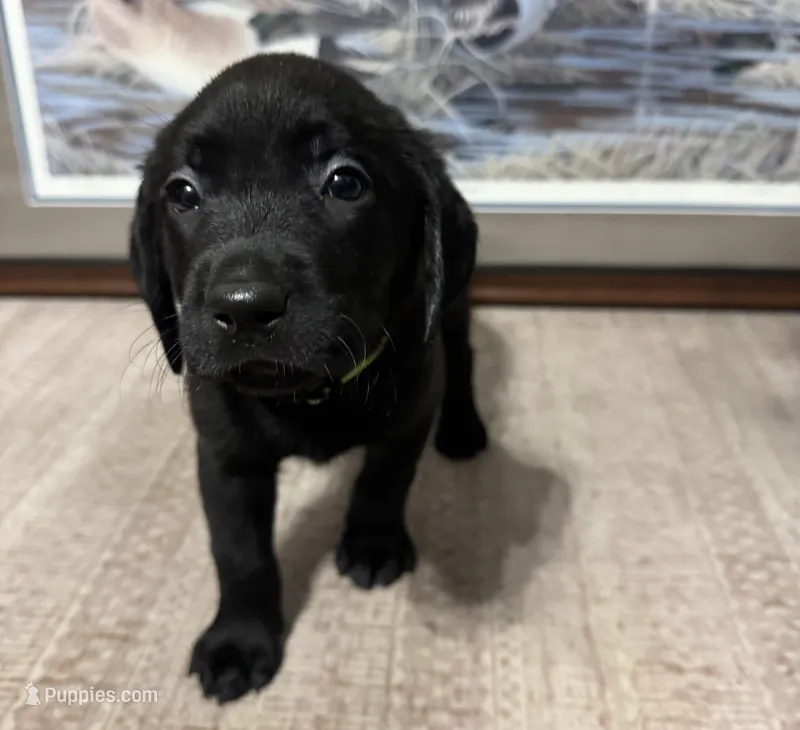 Light Green Collar – Labrador Retriever puppy for sale in Crawfordville, FL