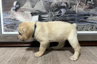 Light Blue Collar, a female Labrador Retriever for sale in Crawfordville, FL – 3 of 3
