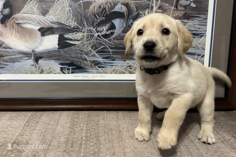 Light Blue Collar – Labrador Retriever puppy for sale in Crawfordville, FL