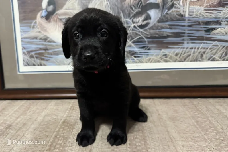 Pink Collar – Labrador Retriever puppy for sale in Crawfordville, FL