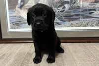 Pink Collar, a female Labrador Retriever for sale in Crawfordville, FL – 1 of 3