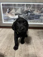 Light Green Collar, a female Labrador Retriever for sale in Crawfordville, FL – 3 of 3