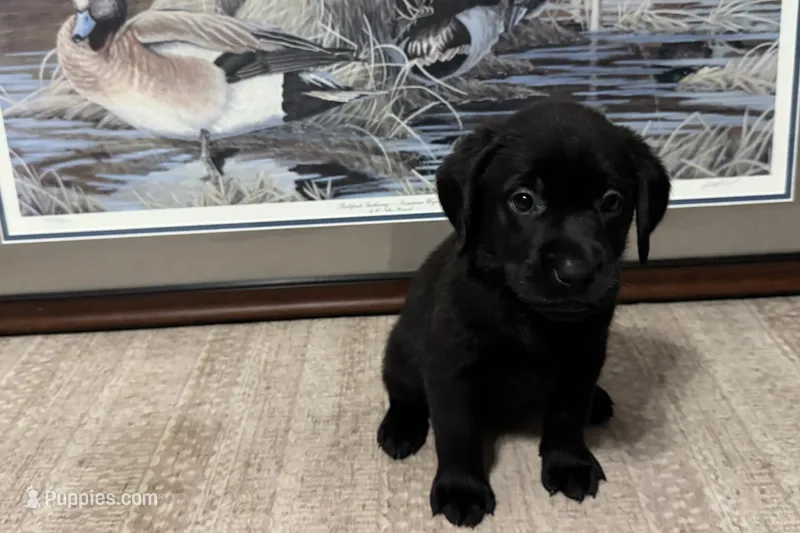 Orange Collar – Labrador Retriever puppy for sale in Crawfordville, FL