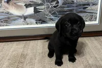 Orange Collar, a female Labrador Retriever for sale in Crawfordville, FL – 2 of 3