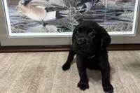Orange Collar, a female Labrador Retriever for sale in Crawfordville, FL – 3 of 3