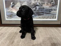 Pink Collar, a female Labrador Retriever for sale in Crawfordville, FL – 3 of 3