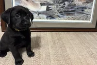 Yellow Collar, a female Labrador Retriever for sale in Crawfordville, FL – 2 of 2