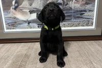 Light Green Collar, a female Labrador Retriever for sale in Crawfordville, FL – 2 of 3