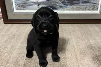 Yellow Collar, a female Labrador Retriever for sale in Crawfordville, FL – 1 of 2