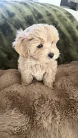 Cupcake , a male Maltipoo for sale in Inman, SC – 4 of 5