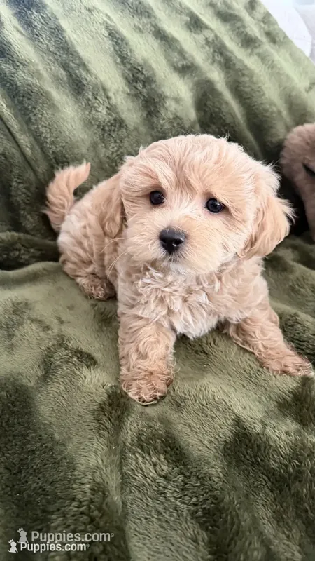 Cupcake , a male Maltipoo for sale in Inman, SC – 1 of 5