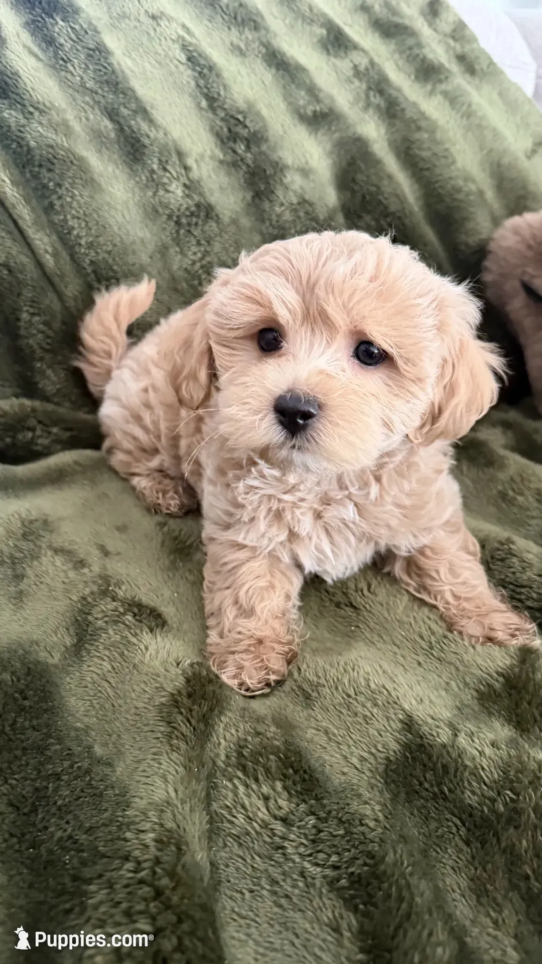 Cupcake , a male Maltipoo for sale in Inman, SC – 1 of 5