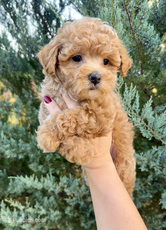 Pumpkin  – Maltipoo puppy for sale in Inman, SC