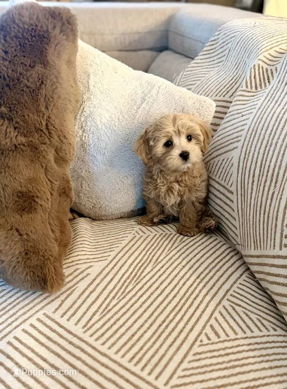 Cupcake  – Maltipoo puppy for sale in Inman, SC