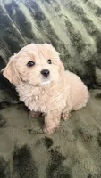 Cupcake , a male Maltipoo for sale in Inman, SC – 3 of 5