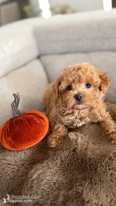 Pumpkin  – Maltipoo puppy for sale in Inman, SC