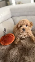 Pumpkin , a male Maltipoo for sale in Inman, SC – 3 of 5