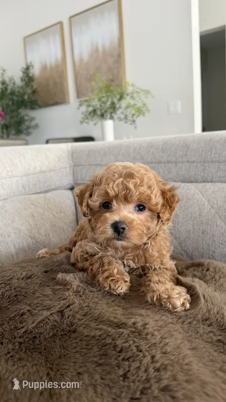 Pumpkin  – Maltipoo puppy for sale in Inman, SC