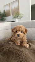 Pumpkin , a male Maltipoo for sale in Inman, SC – 1 of 5