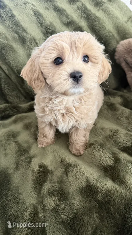 Cupcake  – Maltipoo puppy for sale in Inman, SC