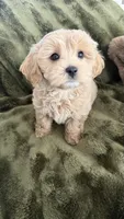 Cupcake , a male Maltipoo for sale in Inman, SC – 2 of 5