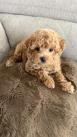 Pumpkin , a male Maltipoo for sale in Inman, SC – 5 of 5
