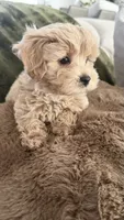 Cupcake , a male Maltipoo for sale in Inman, SC – 5 of 5