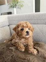 Pumpkin , a male Maltipoo for sale in Inman, SC – 2 of 5