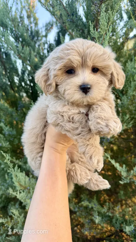 Cupcake  – Maltipoo puppy for sale in Inman, SC