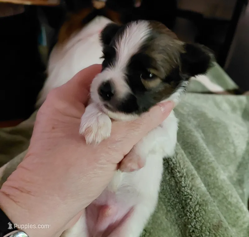 Jax – Papillon puppy for sale in Cookeville, TN