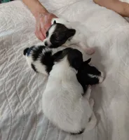 Jax, a male Papillon for sale in Cookeville, TN – 5 of 10