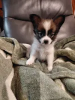 Jax, a male Papillon for sale in Cookeville, TN – 8 of 10