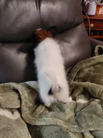 Jax, a male Papillon for sale in Cookeville, TN – 9 of 10
