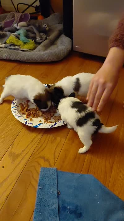 Jester, a male Papillon for sale in Cookeville, TN – 9 of 10