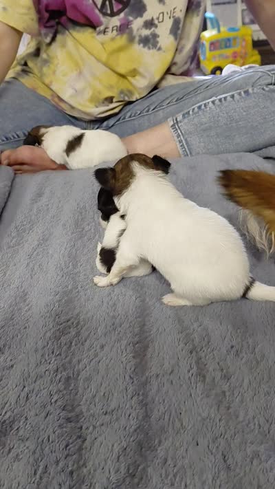 Jester, a male Papillon for sale in Cookeville, TN – 10 of 10