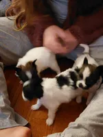 Jester, a male Papillon for sale in Cookeville, TN – 7 of 10