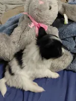 Jester, a male Papillon for sale in Cookeville, TN – 8 of 10