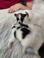 Jester, a male Papillon for sale in Cookeville, TN – 6 of 10
